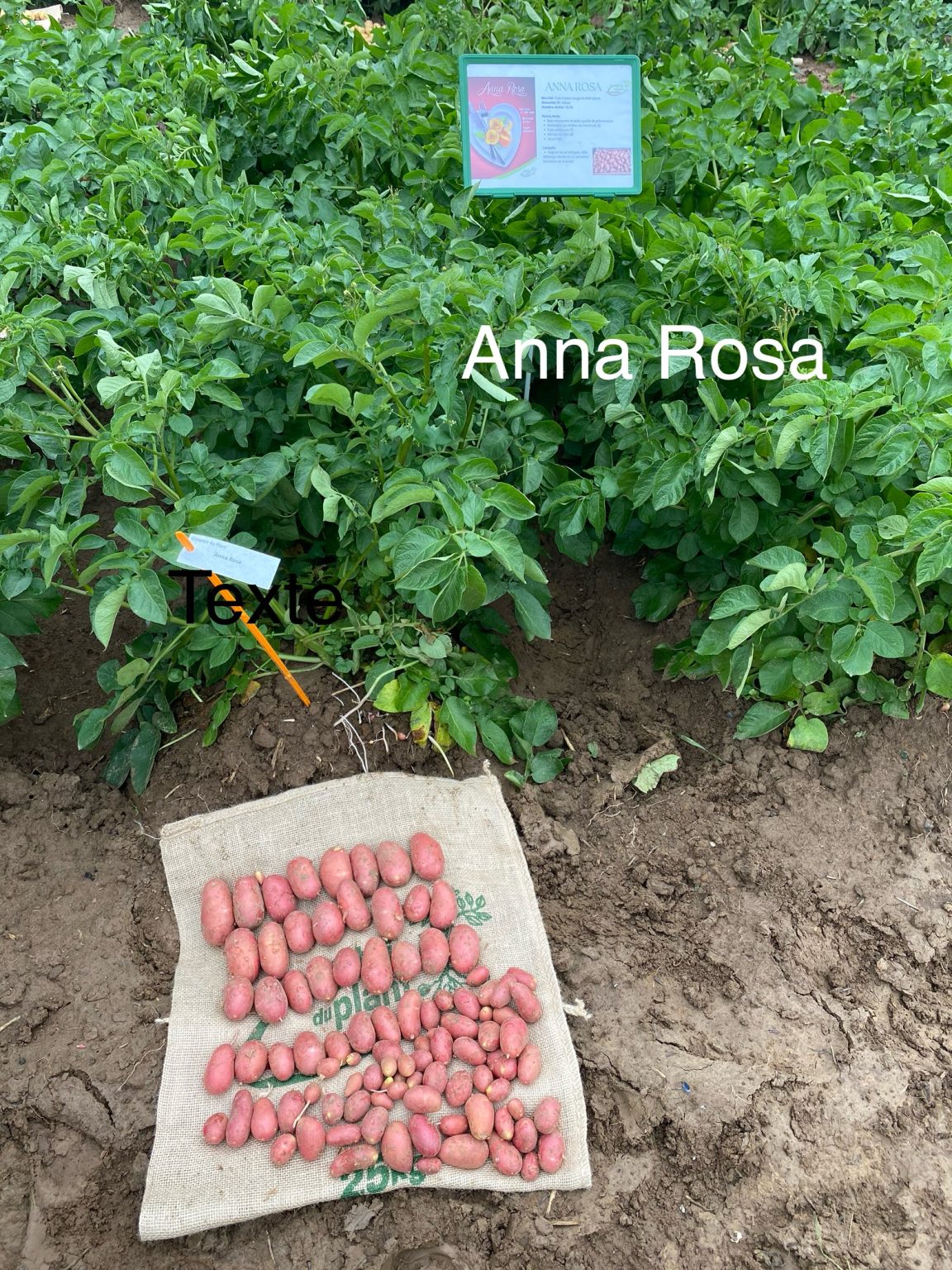 Anna Rosa
