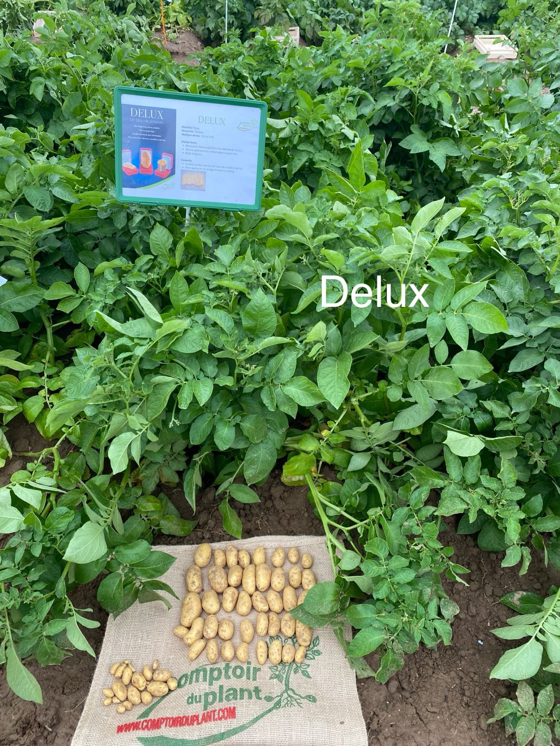 Delux