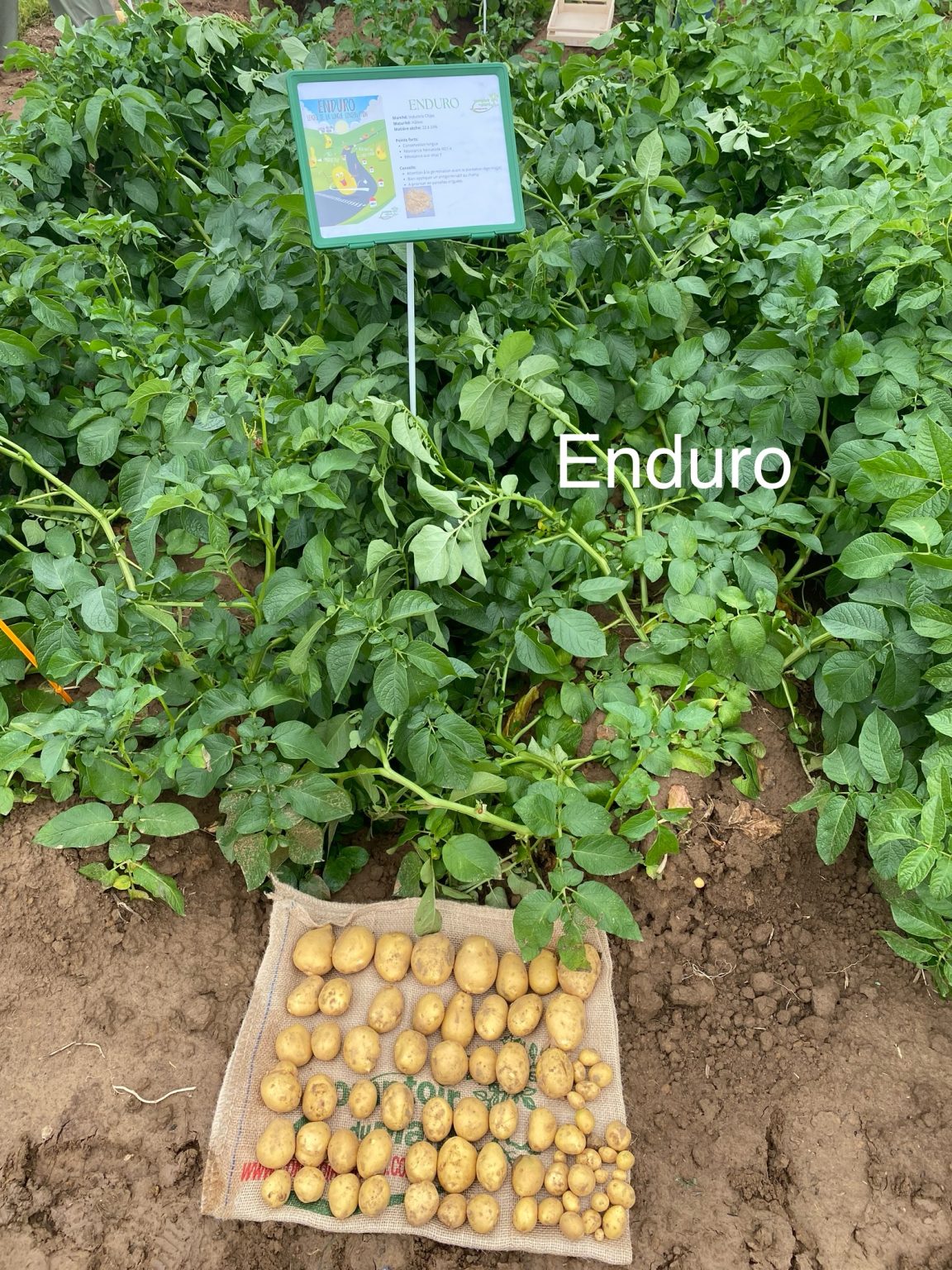 Enduro