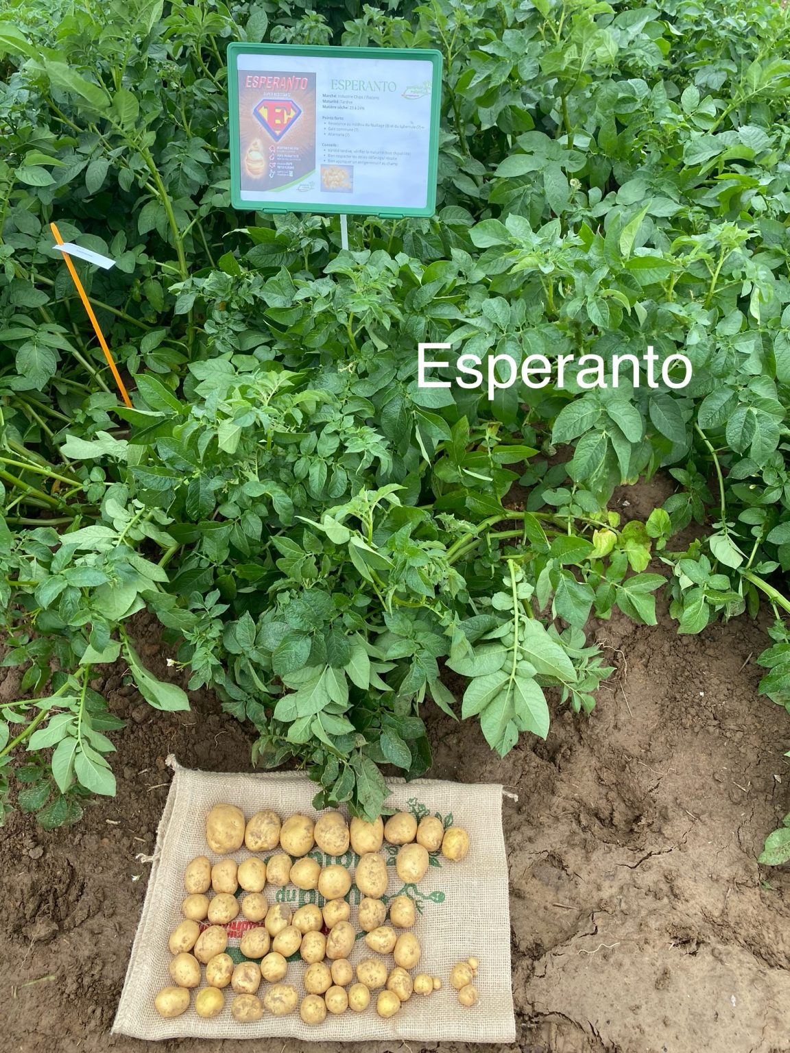 Esperanto