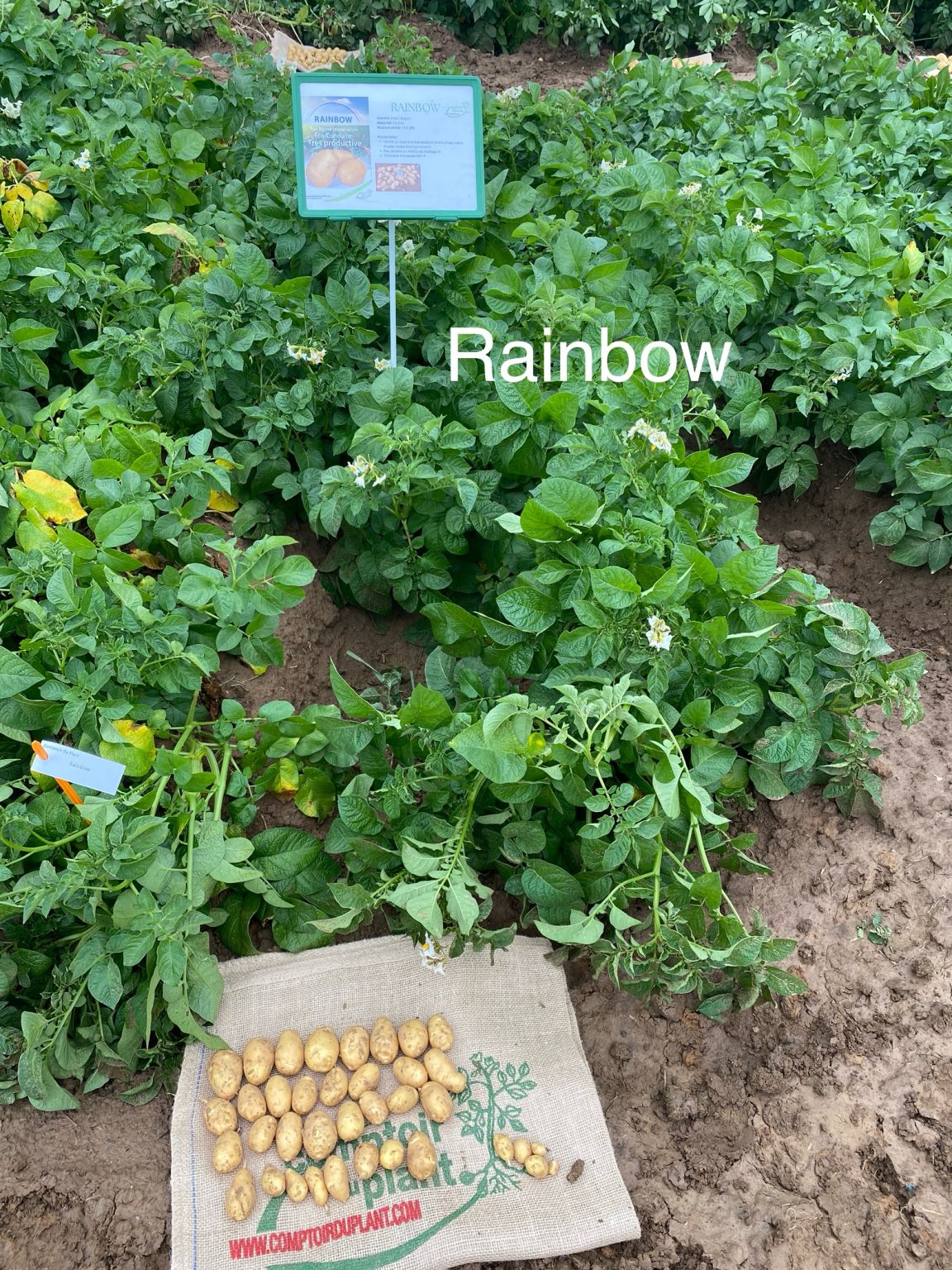Rainbow