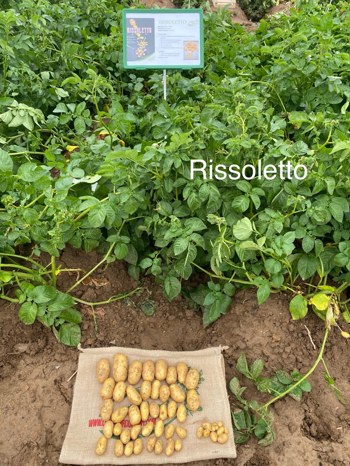 Rissoletto