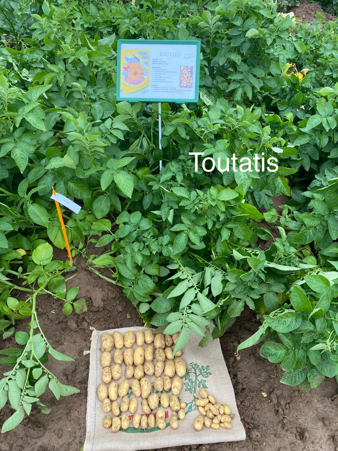Toutatis