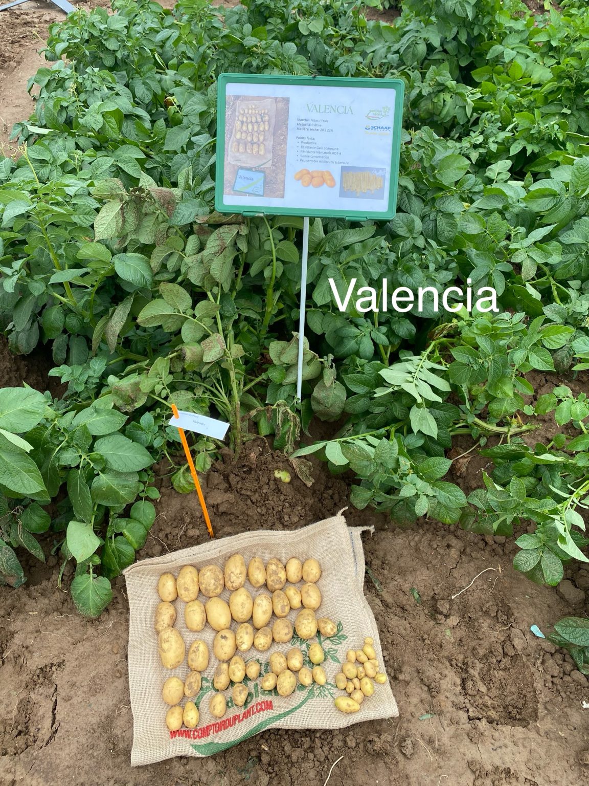 Valencia